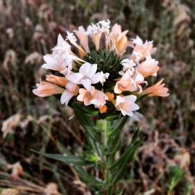 cfaacbe2-a8ce-4dc2-9781-22d671c67283